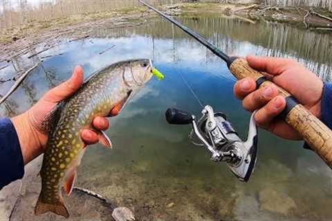 Fishing a LOADED Lake for WILD Brook Trout!! (Catch &amp; Cook)