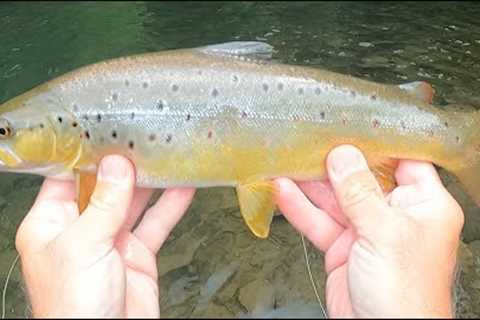 FLY FISHING THE EVENING RISE, Summer 2023