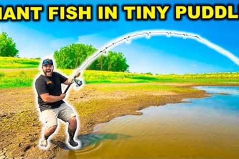 Catching GIANT FISH in a TINY PUDDLE!!! (Catch Clean Cook)