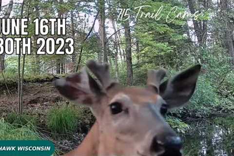 June 16th - 30th 2023 Tomahawk Wisconsin Trail Camera Highlights