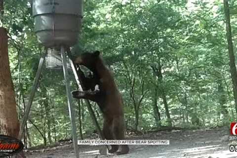 Bear Spotted On Trail Cam Worries Green Country Family