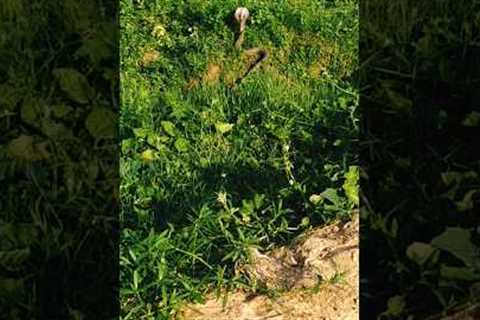 😯Big Snake vs mongoose💘Fight🦧 #shorts #viral #seen #song #trending #shortvlog #scvlog
