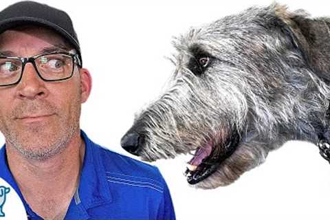 Training Tips For HUGE Dog Breeds!