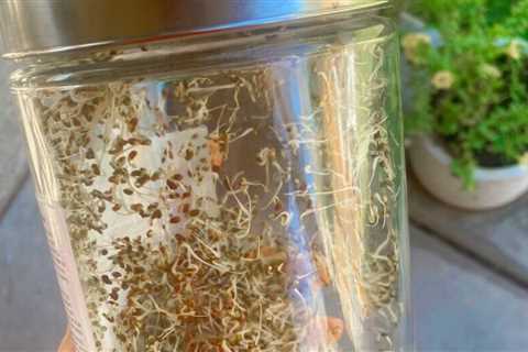 How to grow sprouts at Home