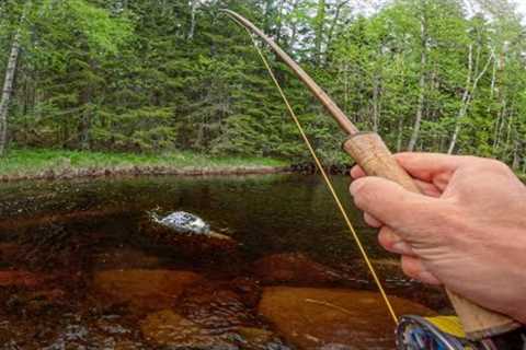 Small Stream Full of Rainbow Trout - Early Summer Fly Fishing