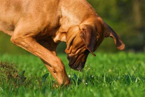 Why do dogs dig holes?