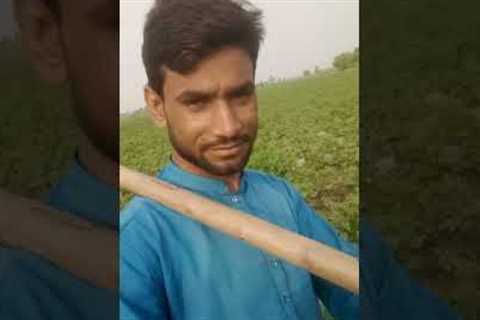 village life , enjoying