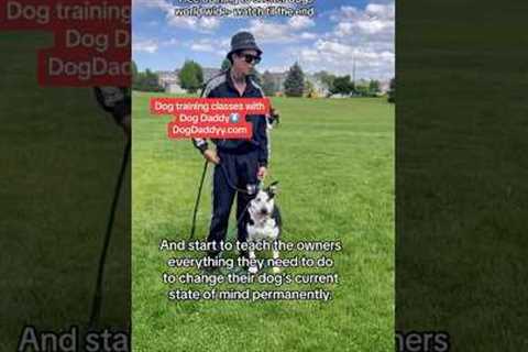 Free Dog Training To Dogs In Shelters Worldwide.