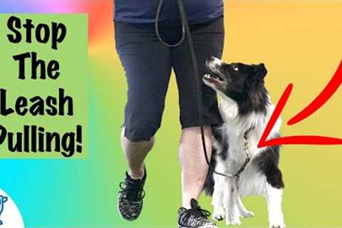 Loose Leash Walking Training - Professional Dog Training Tips