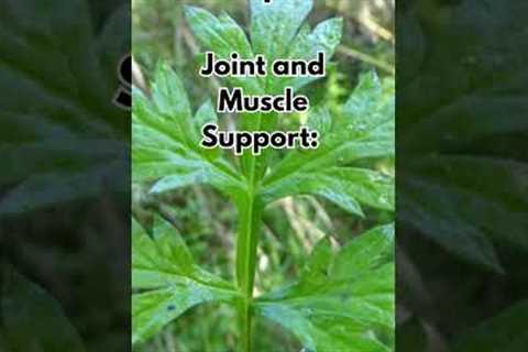 Traditional Medicinal Uses of Mugwort