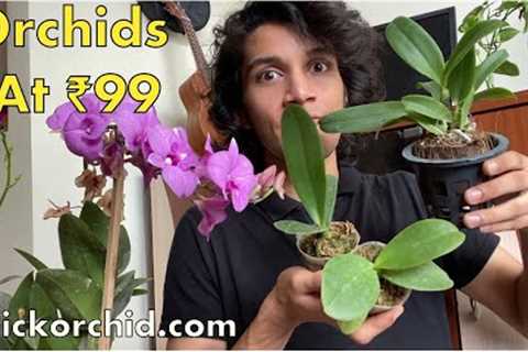 Cheap Orchid plants online | Click Orchid India