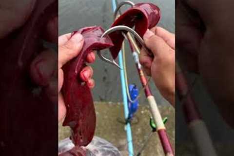 Liver as Fishing Bait 🐟 #shorts