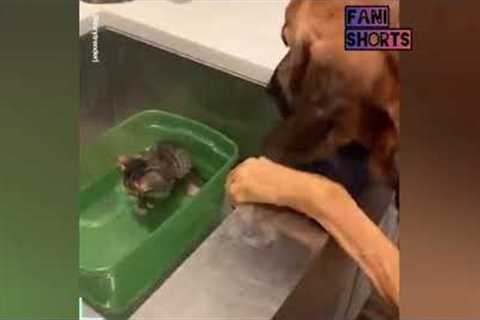 this unlikely animal friendships videos 🐈🐎🦆🐕 #Compilation || #fanishorts
