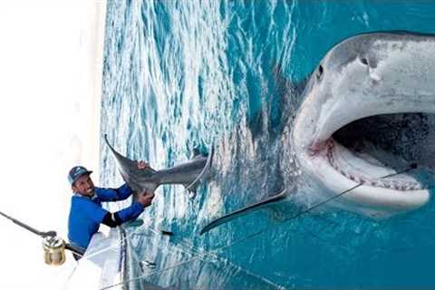 Massive 1000lb Tiger Shark caught while Bottom Fishing in the Bahamas - 4K