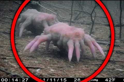 This Trail Cam Footage Will DISTURB You..