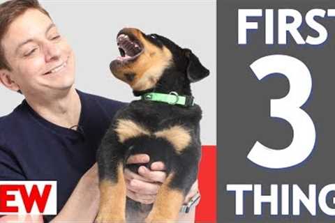 3 MORE Things To Teach Your New Puppy!