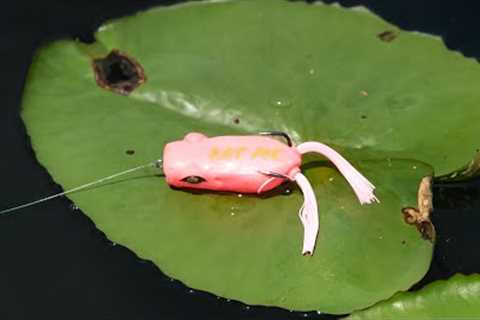 Fishing a Bubble Gum Frog in Bass Infested Waters!