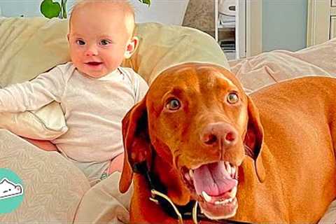 4 Loving Pets Prove Friendship Goes Beyond Species? | Cuddle Buddies