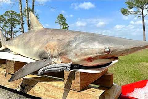 Catching and Cooking a WILD SHARK on the HIBACHI Grill!! *Legally Harvested*