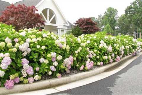 Beautiful and functional hedges in garden landscape design.