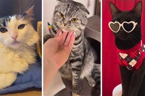 Funny CAT Memes and Cute KITTENS 😹 (Pawsitively Hilarious) 😹