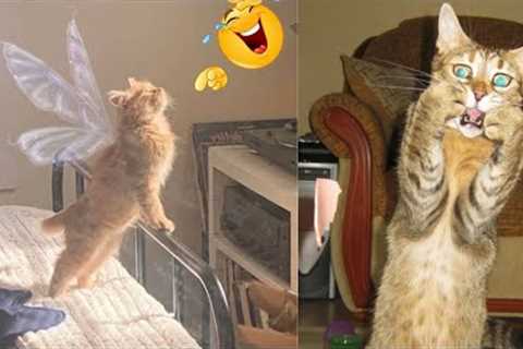 The Home The Home Pets / Funny cats and Funny dogs 2023 / HP #103