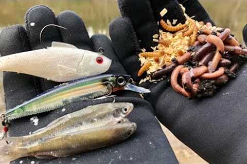 FISHING EXPERIMENT: Best Winter Bait??? (Lures vs. Minnows vs. Worms)