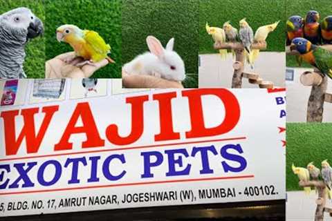 Wajid Exotic pets shop all types of pets available-9082483710