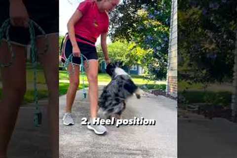 Dog Training Tips #shorts #dogs #dogtraining #doglover 💥🦮