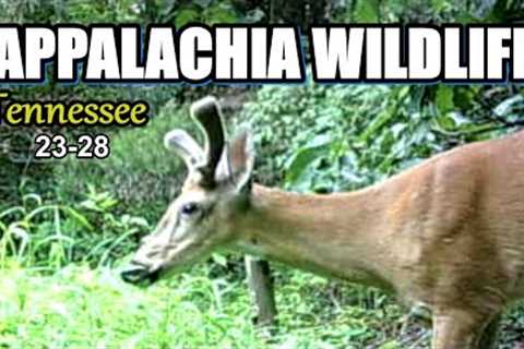 Appalachia Wildlife Video 23-28 from Trail Cameras in the Foothills of the Great Smoky Mountains