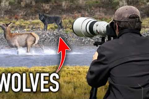 I Photographed Wolves Hunting in Yellowstone