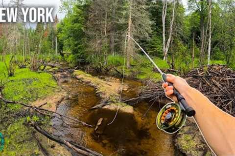 Fly Fishing some AMAZING Water! || 3 Days in Trout Fishing Heaven (New York)