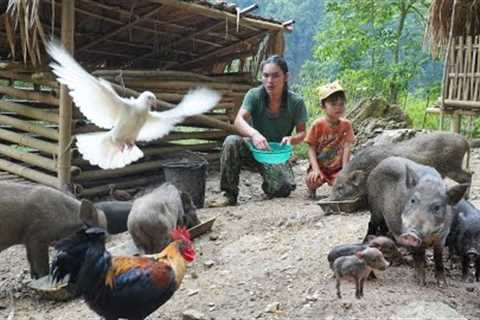 The first herd of wild boar was born, went to pick squash, cook pig bran, with the boy