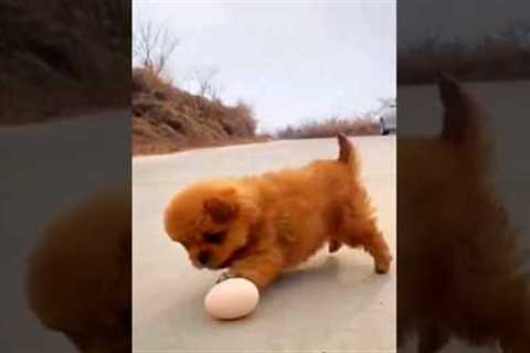 CUTE PUPPIES PLAYING SOCCER #comedy #goodvibes #funnymoments #funnyvideos #comedyshorts #shortvideo
