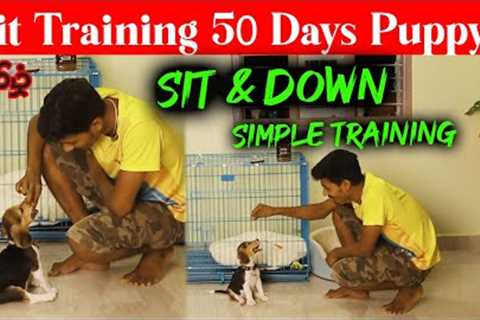 Sit Training To 50Days Old Puppy in Tamil