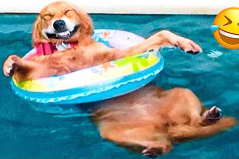 Funny Animal Videos 2023 😇 - Funniest Dogs and Cats Videos 😅 #16