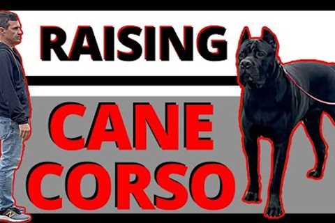 This Big Young Cane Corso is Scaring all the Dogs - Can I get him Socialized &amp; Living a Normal..