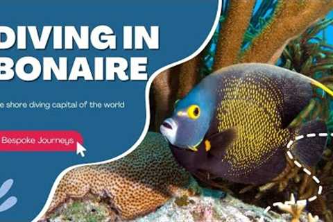 Scuba Diving in Bonaire - a quick tour underwater in this dive paradise.