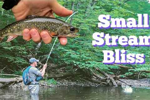 Fly Fishing a Small Wild Trout Stream / Central - NY