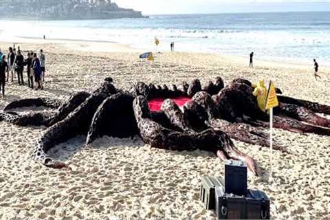 Marine Biologists Just Warned That Octopuses Are Suddenly Acting Strange &amp; Walking On Land