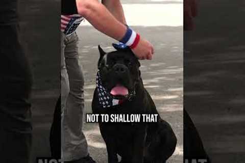 3 Pro Tips to Keep Your Dog Calm During Fireworks