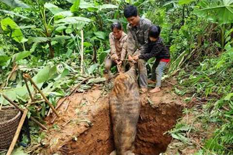 Wild boar trap skill. Giant wild boar. a lucky day for the family (born from the forest)