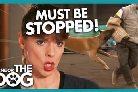 Family Dog is a Time Bomb Waiting to Explode! |  It's Me or The Dog