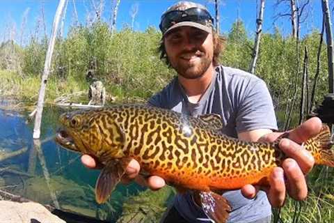 FLY FISHING the Prettiest TIGER TROUT I’ve Ever Seen!! ( Catch &amp; Cook)