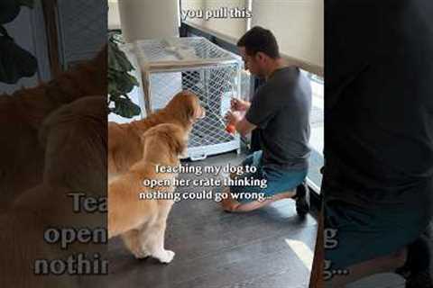 Prison break 🚨 I made a BIG dog training mistake!