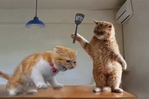 [1 Hour] Ultimate ▶ Cats Being Jerks 😼 | Funniest of the Month | ONLY Cats Cute &amp; Funny Videos