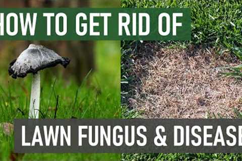 Stop Lawn Fungus From Growing in Your Lawn (4 Easy Steps)