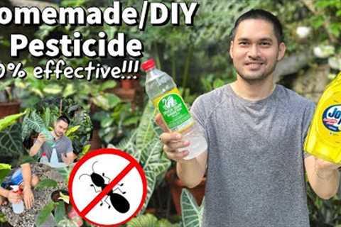 HOW TO USE VINEGAR AND DISHWASHING LIQUID AS PESTICIDE/INSECTICIDE | HOMEMADE/DIY PESTICIDE