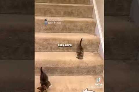 Cat meme (not mine)