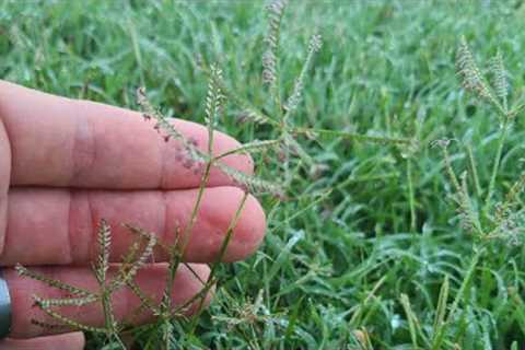 Lawn Problems and How to Fix Them!